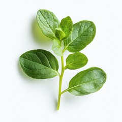 Close up of a sprig of fresh green oregano on a white background studio shot
