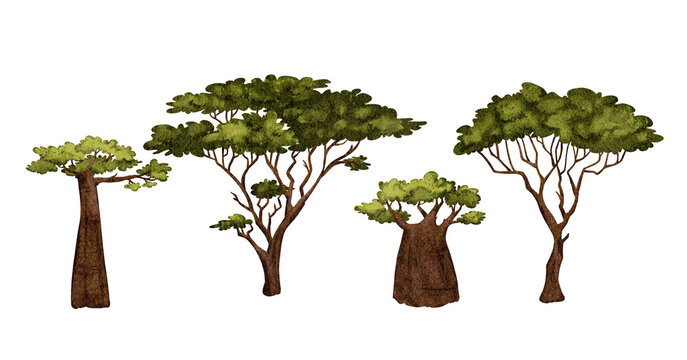 Biome of tropical and subtropical tropical forests, African baoba or adanasonia vegetation, quiver or aloidendron dichotomum, acacia tree or Spathodea Campanulata. Cartoon watercolor illustration