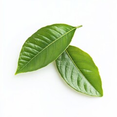 Obraz premium Two Green Leaves