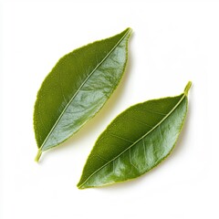Obraz premium Pair of Fresh Leaves
