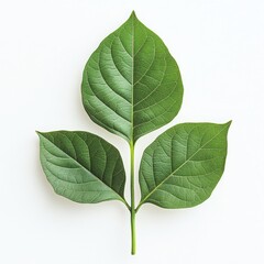 A close up of a green plant with three leaves on a white background surface