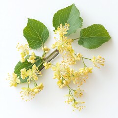 Close up of linden flowers and green leaves on a branch against white background
