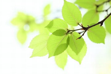 Enhanced Close-up of Vibrant Green Leaves on Tree Branch for Object Isolation and Retouching