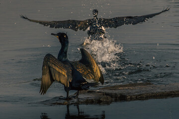 cormorant flying in the water