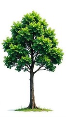 Single majestic tree against a pure white background, single tree, calm, greenery