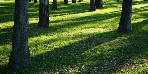 Green grass in park with trees and shades