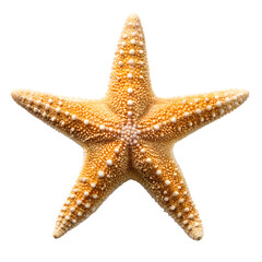 starfish isolated on white background