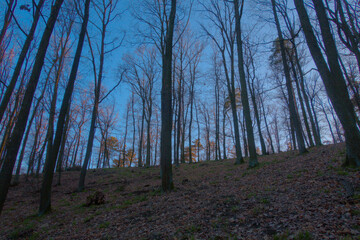 Beautiful evening forest bathed in warm orange sunlight with long tree shadows, creating a peaceful and magical atmosphere, sunset
