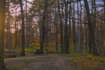 Obraz premium Beautiful evening forest bathed in warm orange sunlight with long tree shadows, creating a peaceful and magical atmosphere, sunset