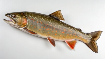 Obraz premium Bull Trout on studio background