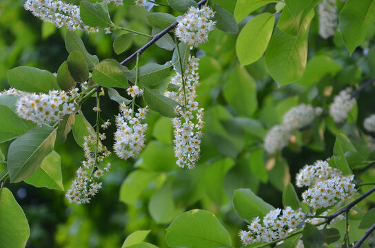 Flowering Chokecherry (Prunus virginiana ) tree branches .Spring environment, awakening of nature ,landscaping concept. 