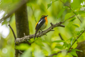 枝にとまるキビタキの雄