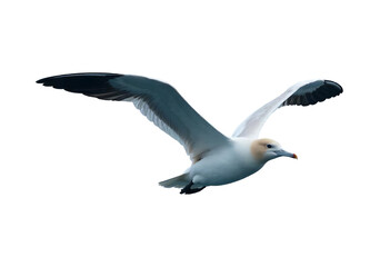 A white seabird with black wingtips soars against a transparent background