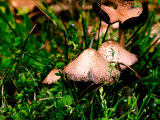 Coprinopsis Mushrooms_1010203