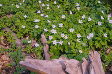 Beautiful close-up of delicate white spring flowers blooming among lush green grass, seasonal...