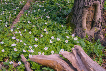 Beautiful close-up of delicate white spring flowers blooming among lush green grass, seasonal renewal, perfect for projects related to springtime, nature, gardening, or outdoor landscapes. 