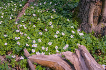 Beautiful close-up of delicate white spring flowers blooming among lush green grass, seasonal...
