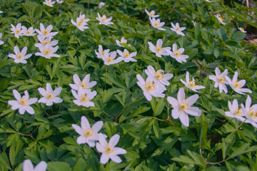 Beautiful close-up of delicate white spring flowers blooming among lush green grass, seasonal...