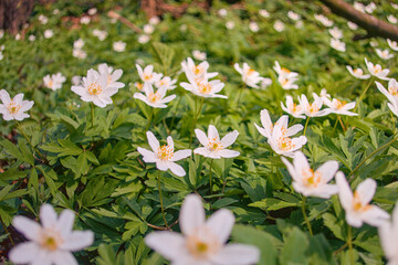 Beautiful close-up of delicate white spring flowers blooming among lush green grass, seasonal...