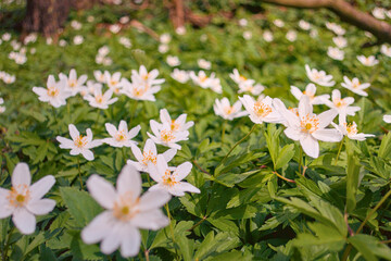Beautiful close-up of delicate white spring flowers blooming among lush green grass, seasonal...