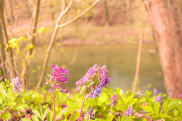 Obraz premium Purple wildflowers blooming in a green forest near a calm lake with soft sunlight. Ideal for spring marketing, eco branding, wellness websites, and seasonal nature campaigns.