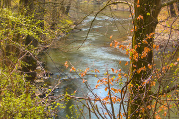 Capture the serene beauty of early spring with this vibrant forest landscape featuring a gently flowing river bathed in warm sunlight. Fresh green trees.