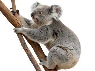 Naklejka premium Koala Climbing a Tree Isolated on transparent background cutout, PNG file, Cutout file