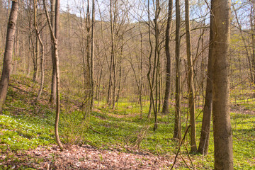 Sunlit early spring forest and park with fresh green trees and budding leaves, showcasing peaceful woodland paths and vibrant new growth.