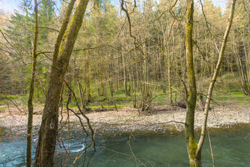 Capture the serene beauty of early spring with this vibrant forest landscape featuring a gently flowing river bathed in warm sunlight. Fresh green trees.