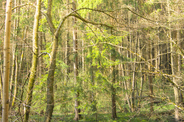 Sunlit early spring forest and park with fresh green trees and budding leaves, showcasing peaceful woodland paths and vibrant new growth.