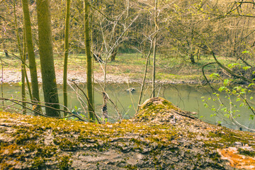 Capture the serene beauty of early spring with this vibrant forest landscape featuring a gently flowing river bathed in warm sunlight. Fresh green trees.