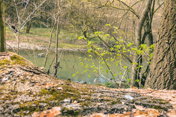 Capture the serene beauty of early spring with this vibrant forest landscape featuring a gently flowing river bathed in warm sunlight. Fresh green trees.