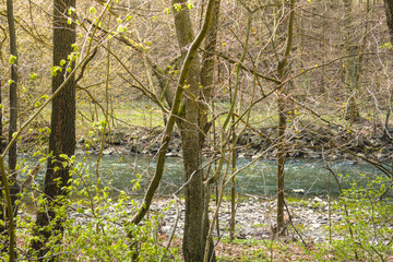 Capture the serene beauty of early spring with this vibrant forest landscape featuring a gently flowing river bathed in warm sunlight. Fresh green trees.