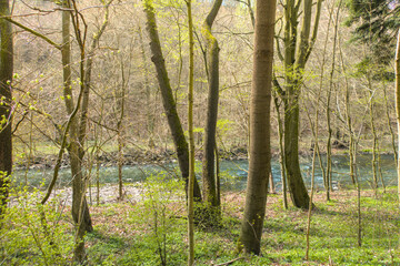 Capture the serene beauty of early spring with this vibrant forest landscape featuring a gently flowing river bathed in warm sunlight. Fresh green trees.