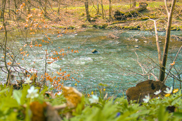 Capture the serene beauty of early spring with this vibrant forest landscape featuring a gently flowing river bathed in warm sunlight. Fresh green trees.