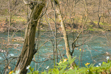 Capture the serene beauty of early spring with this vibrant forest landscape featuring a gently flowing river bathed in warm sunlight. Fresh green trees.