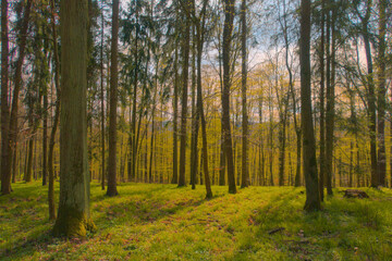 Sunlit early spring forest and park with fresh green trees and budding leaves, showcasing peaceful woodland paths and vibrant new growth.