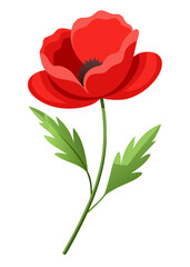 Illustration of red poppy flower with green leaves floral design botanical art vector drawing graphic