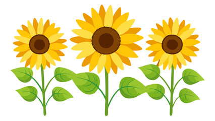 Obraz premium Sunflower vector illustration of sunflowers field with yellow petals and green leaves design art
