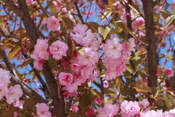 Delicate Pink Cherry Blossoms Blooming Against a Bright Blue Sky