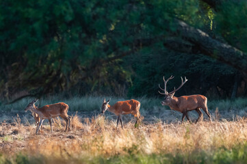 Red deer, Male roaring in La Pampa, Argentina, Parque Luro, Nature Reserve