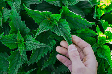 A human hand gently touches green nettle leaves in natural light, with sharp leaf texture visible,...