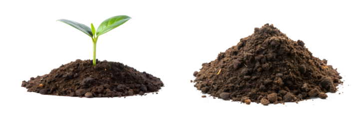 Young Plant Sprout Growing from Soil and Humus Ground Soil Isolated on Transparent Background, PNG File
