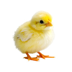 Fototapeta premium A chick baby chicken animal isolated on transparent background