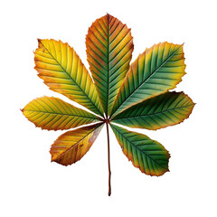 Vibrant Autumn Leaf  Close-up of a Colorful Horse Chestnut Leaf