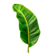 Fototapeta premium Vibrant Green Banana Leaf Isolated on White Background Tropical Plant Photography