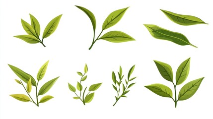 Green Tea Leaves Illustration
