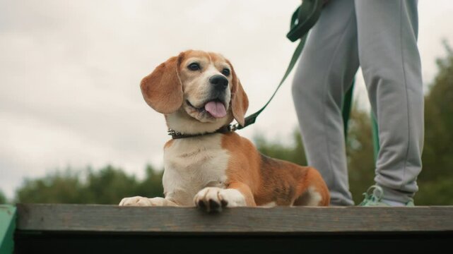 Canine behaviorist holding dog leash adjusts sport shoe robe while dog sits on podium looking around outdoors on cloudy day showing attentive alertness and bond between trainer and pet