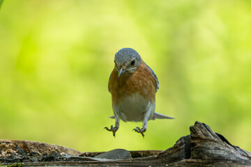 A bluebird jumping by a pond