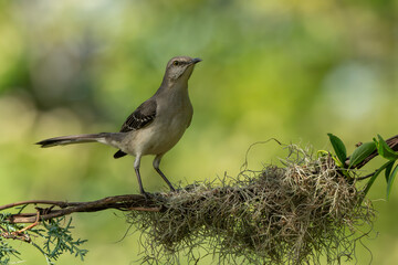 A mocking bird perched on a tree branch